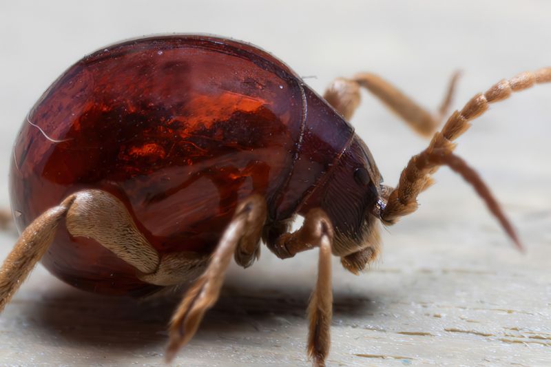Anobiidae Ptininae - Gibbium Psylloides